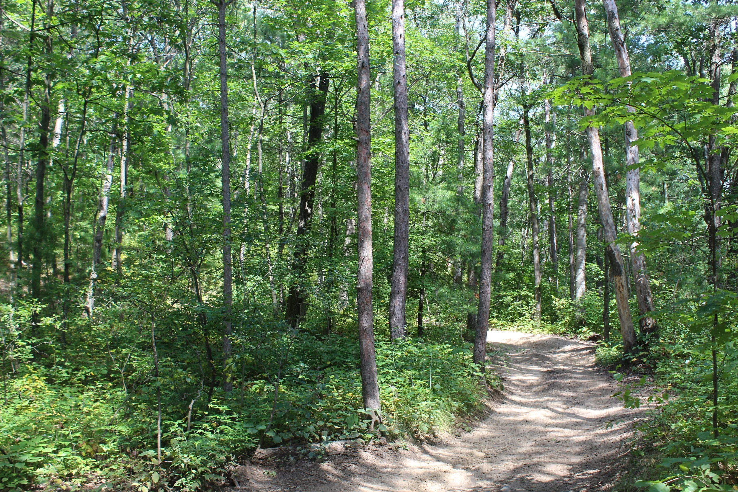 Forest Trail