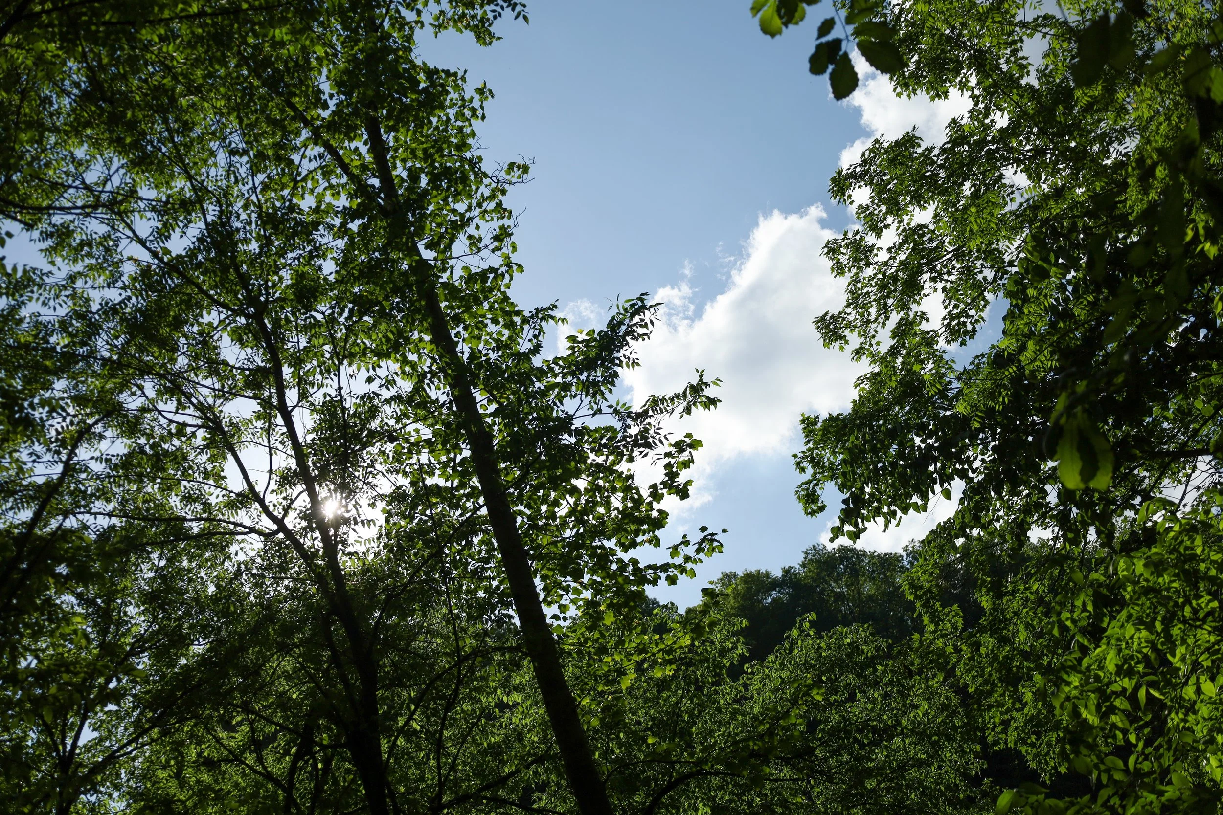 Tennessee -279.jpg