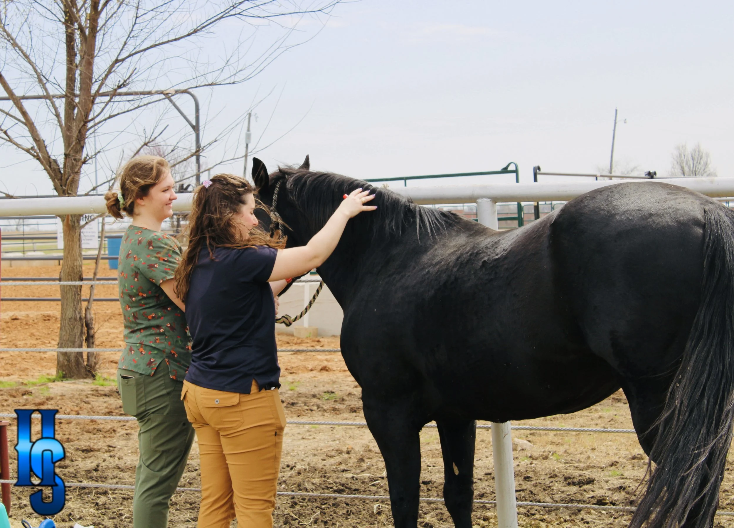 COLD SPRINGS VET EXAM AND SAVVY