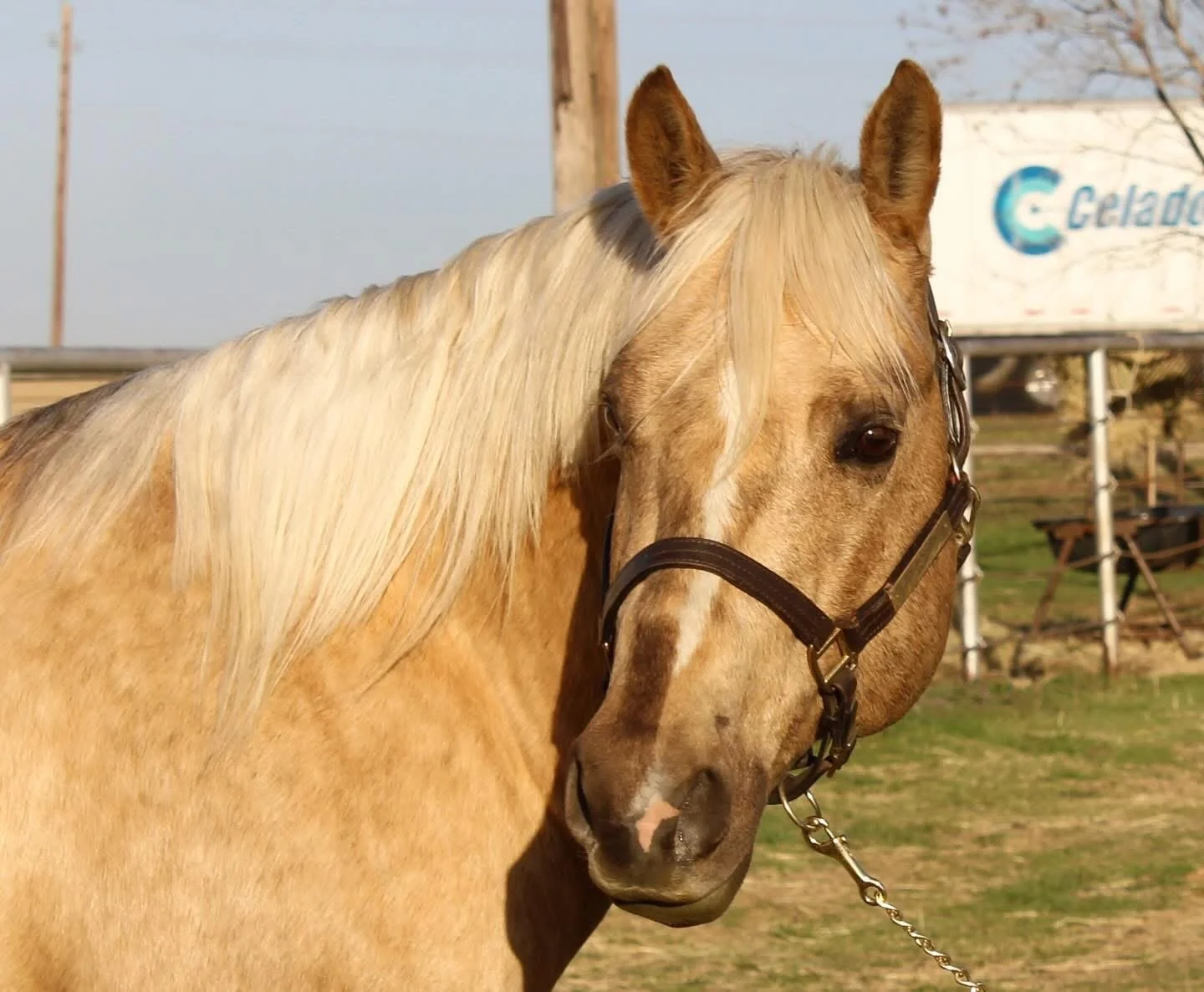 SAWYER AKA LEOS SMOKEN STAR