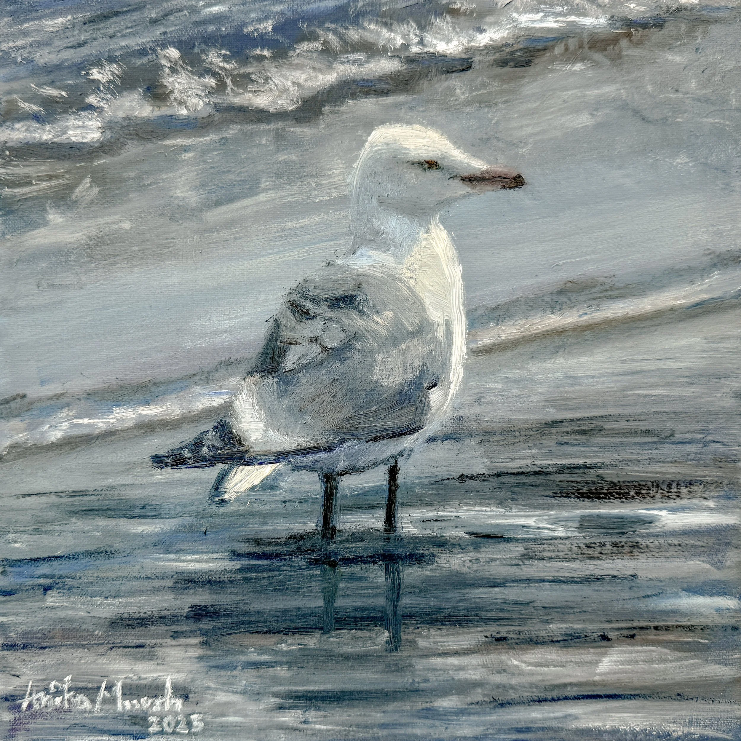 American Herring Gull (8x8) 1.jpg