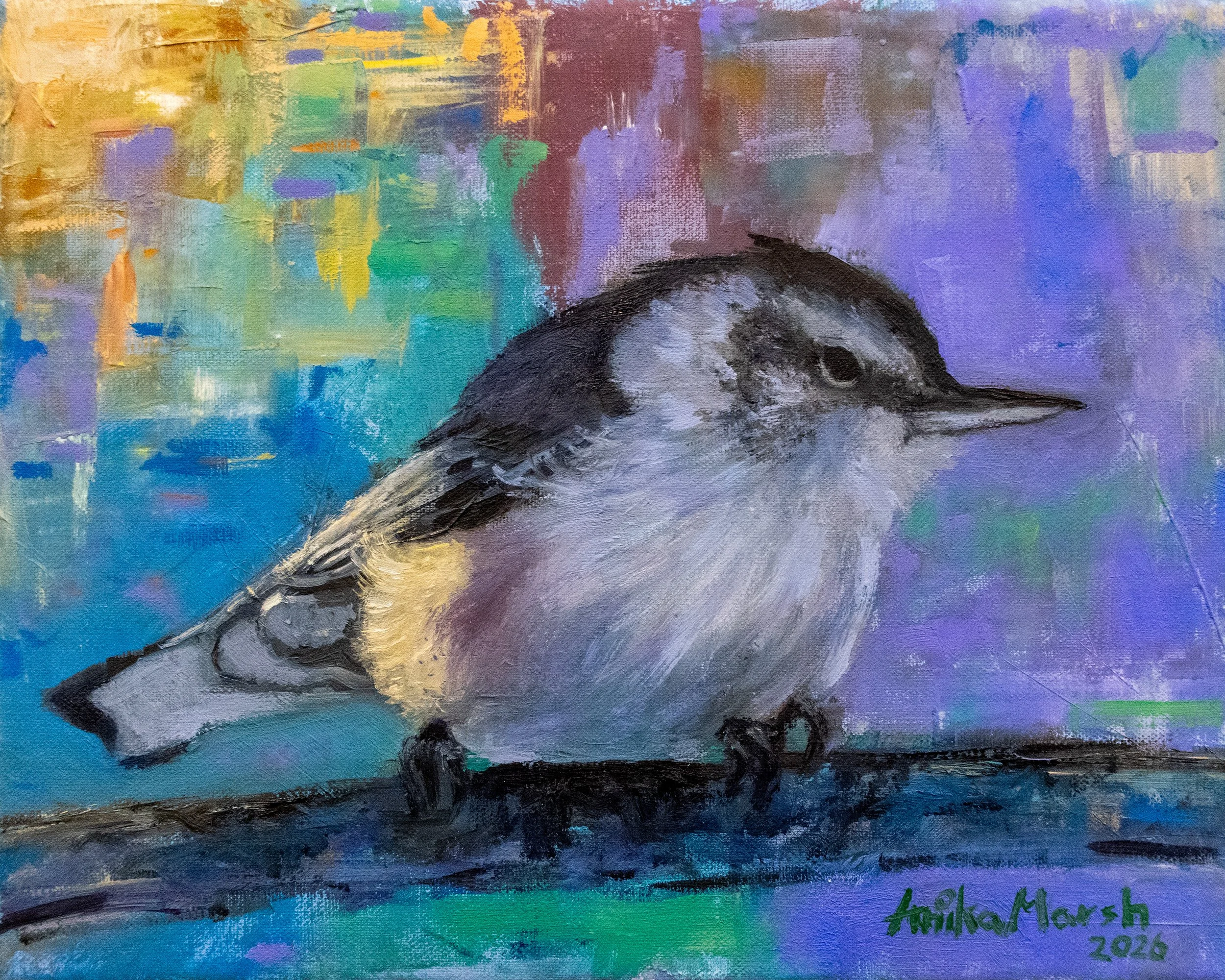 white breasted nuthatch (8x10) 1.jpg