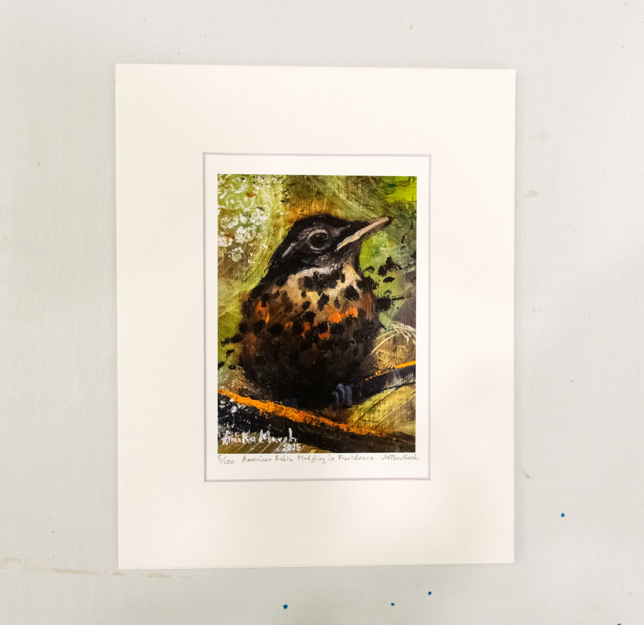 'American Robin Fledgling in Providence' Limited Edition Print
