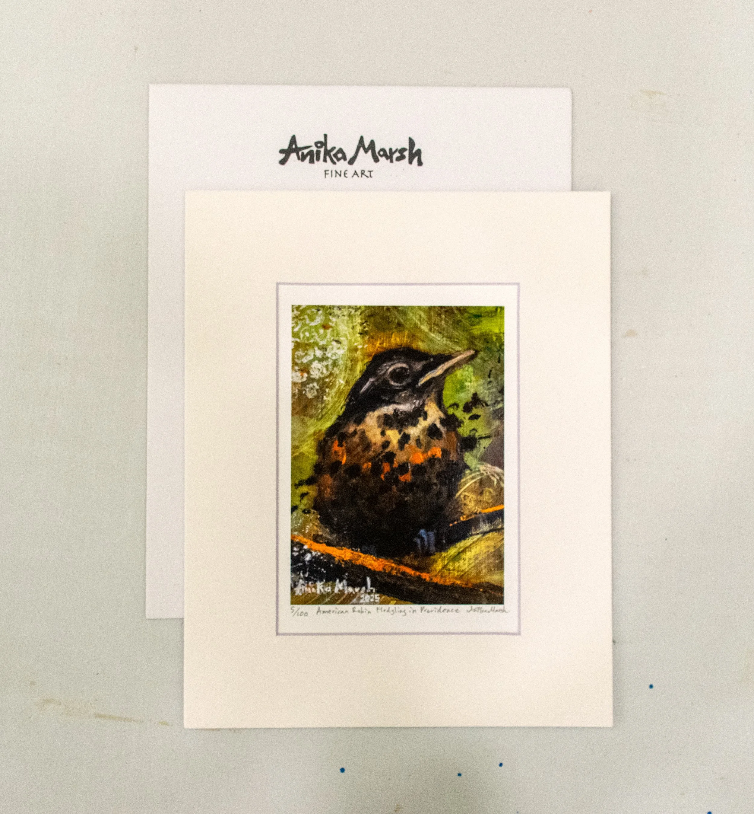 american-robin-fledgling-in-providence-print-with-stamp.jpg