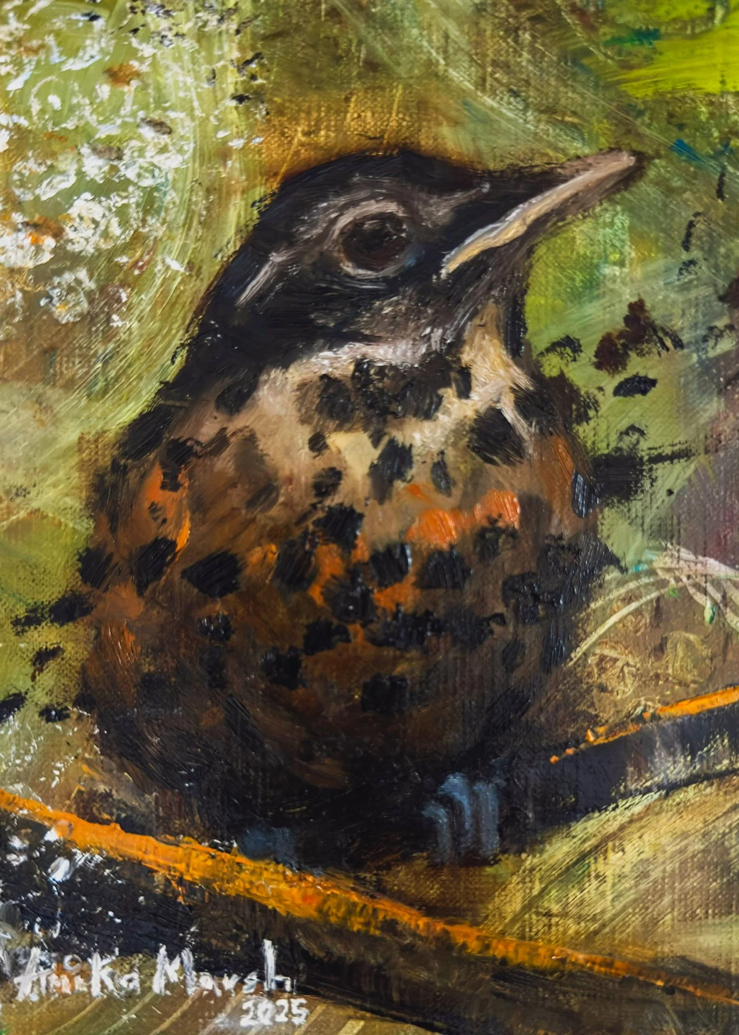 American Robin Fledgling in Providence 1 (5x7).jpg
