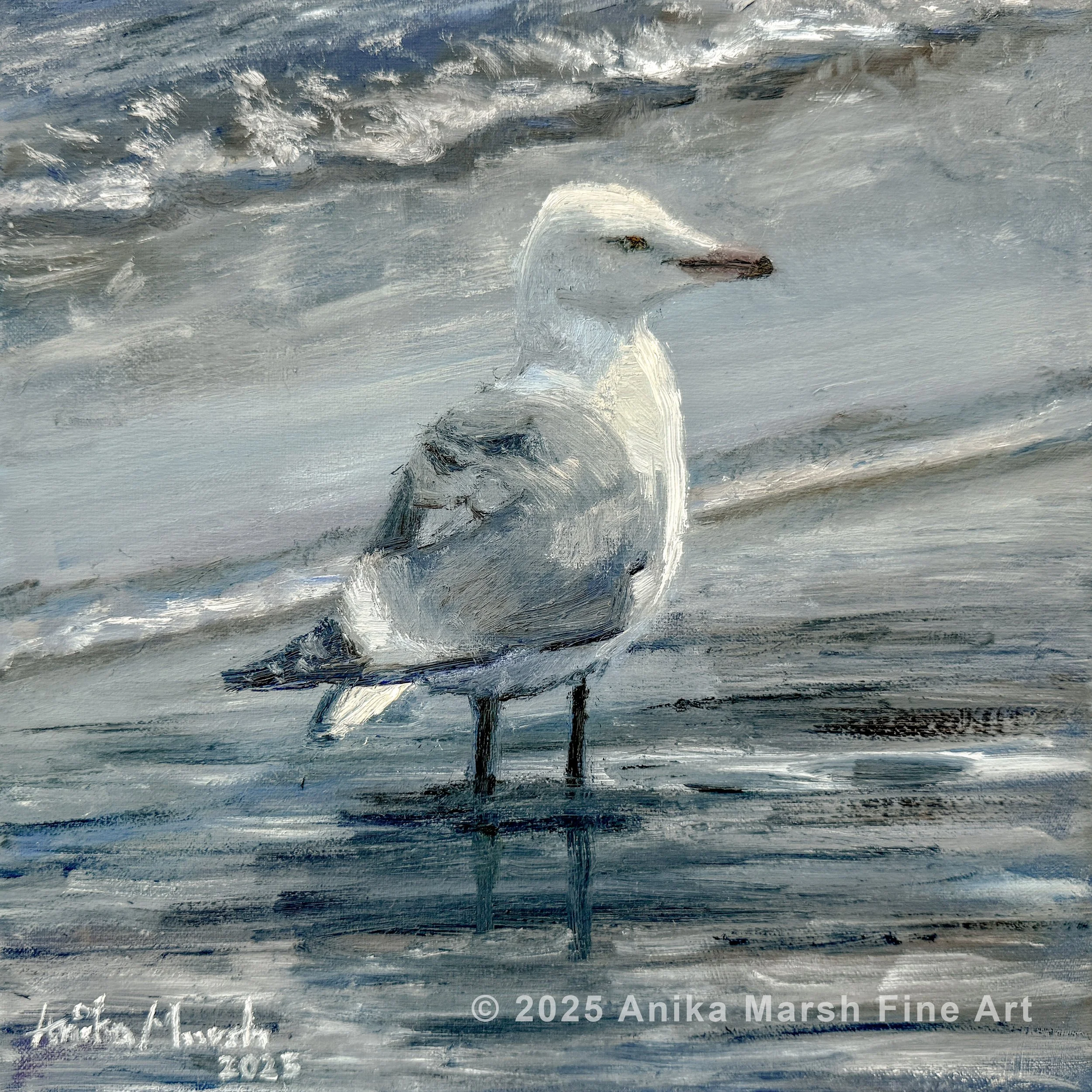 American Herring Gull (8x8) 1 watermarked.jpg