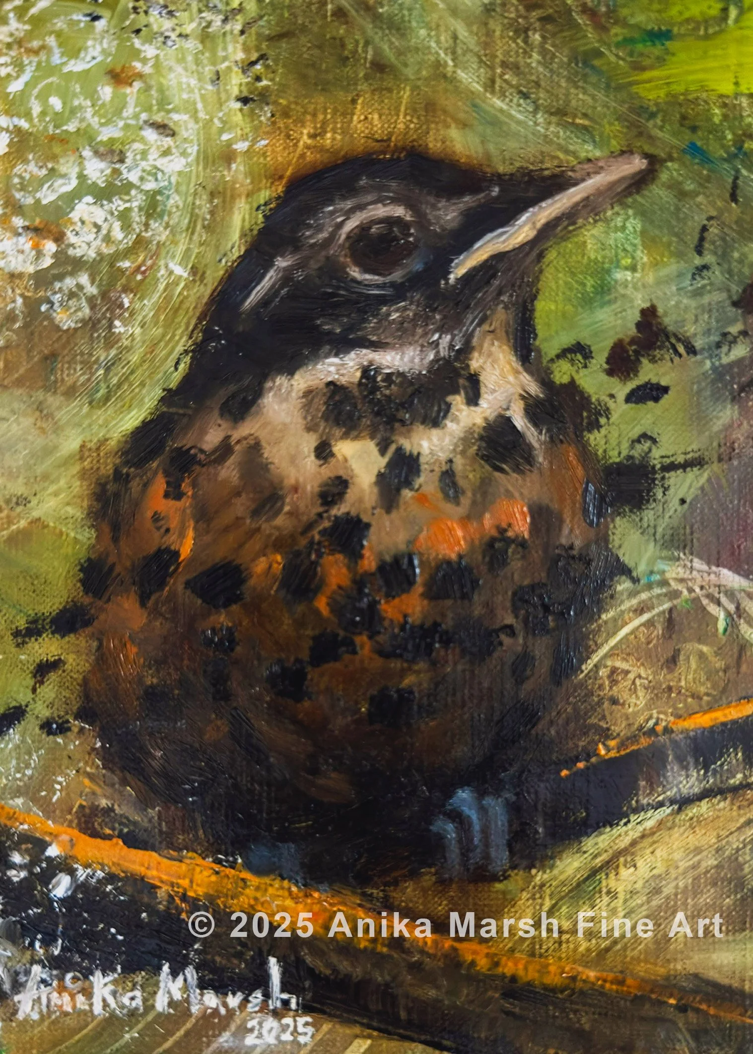 American Robin Fledgling in Providence 1 (5x7) watermarked.jpg