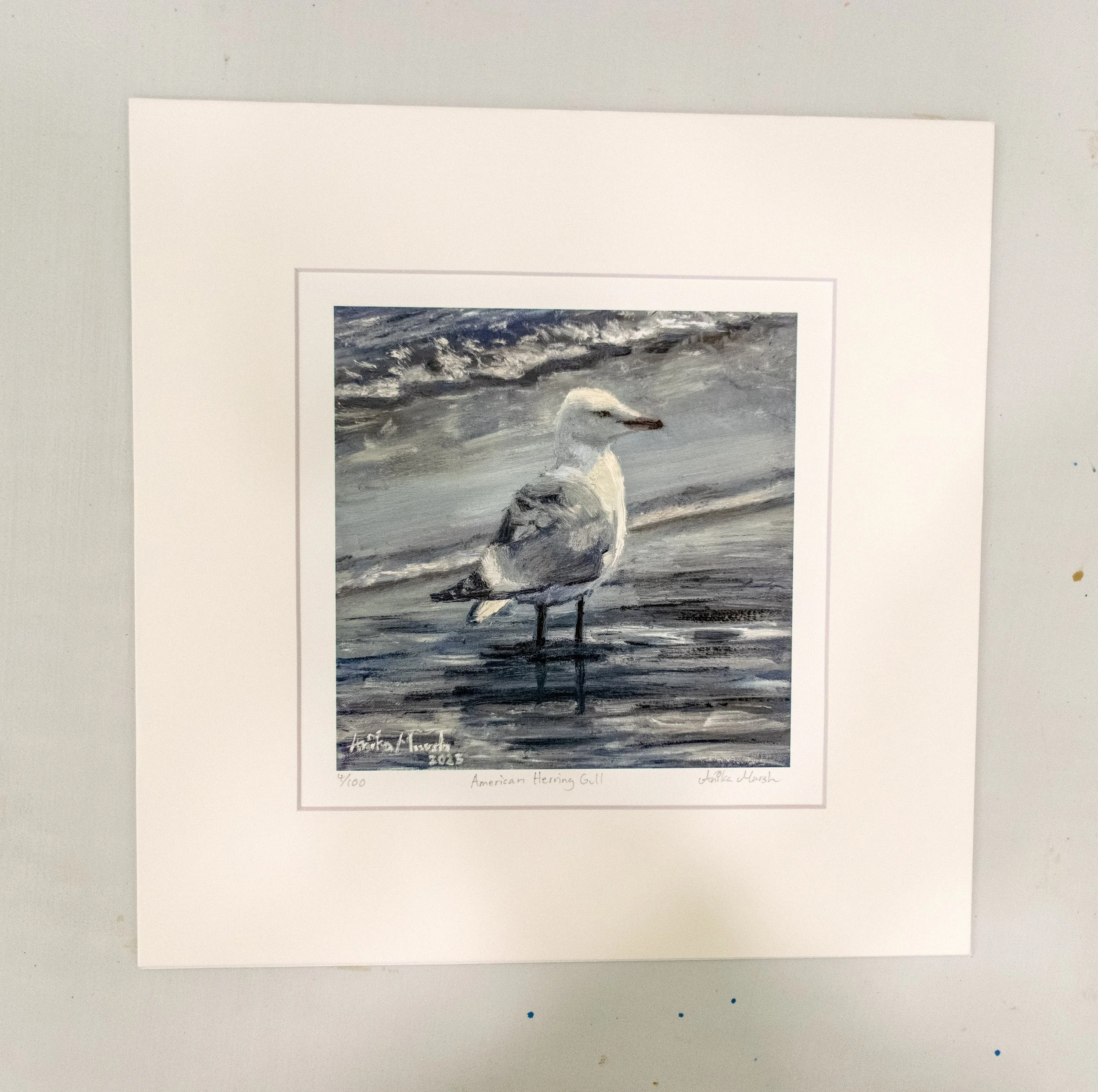 'American Herring Gull' Limited Edition Print