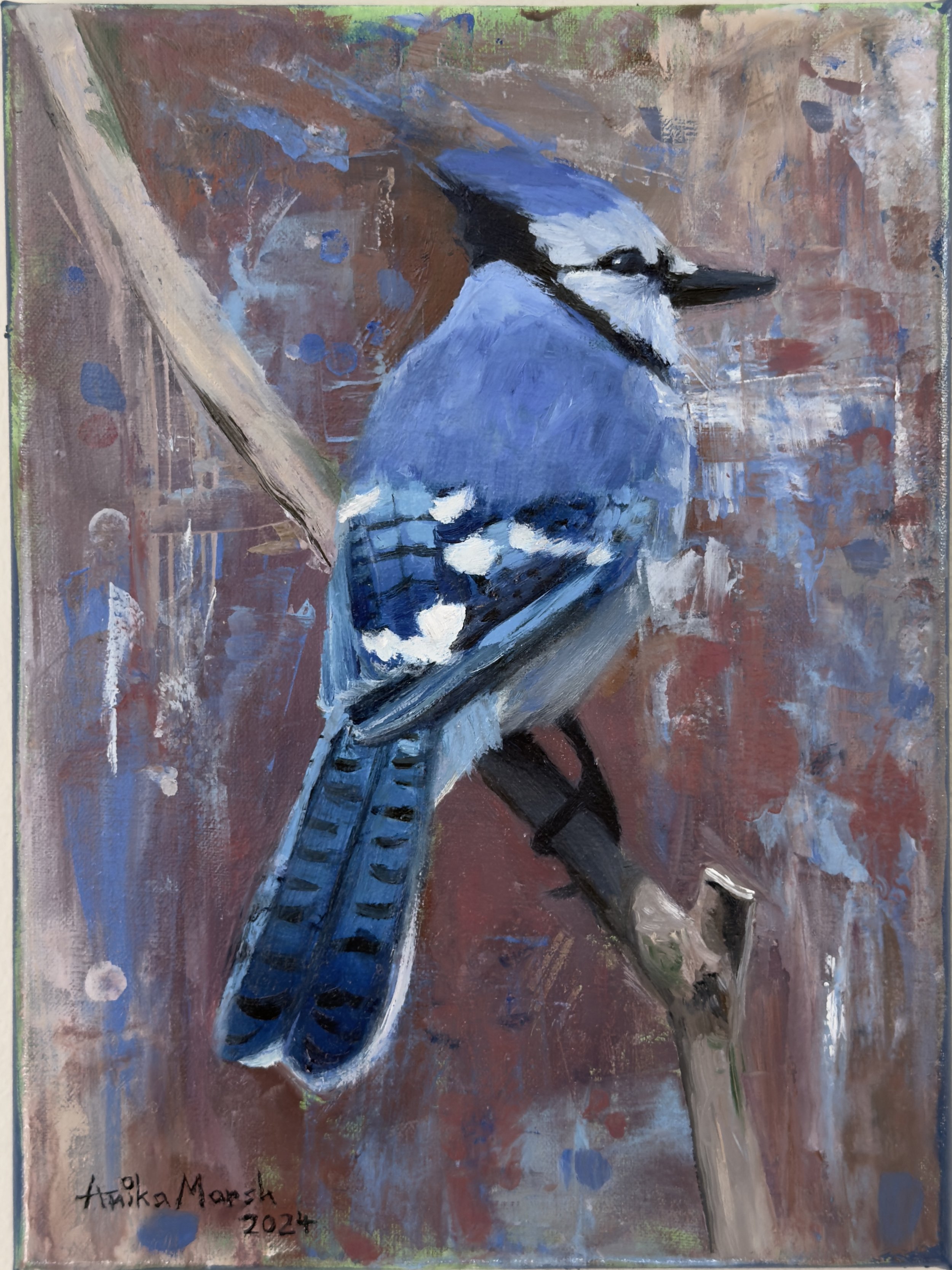 Blue Jay at Barnes Street