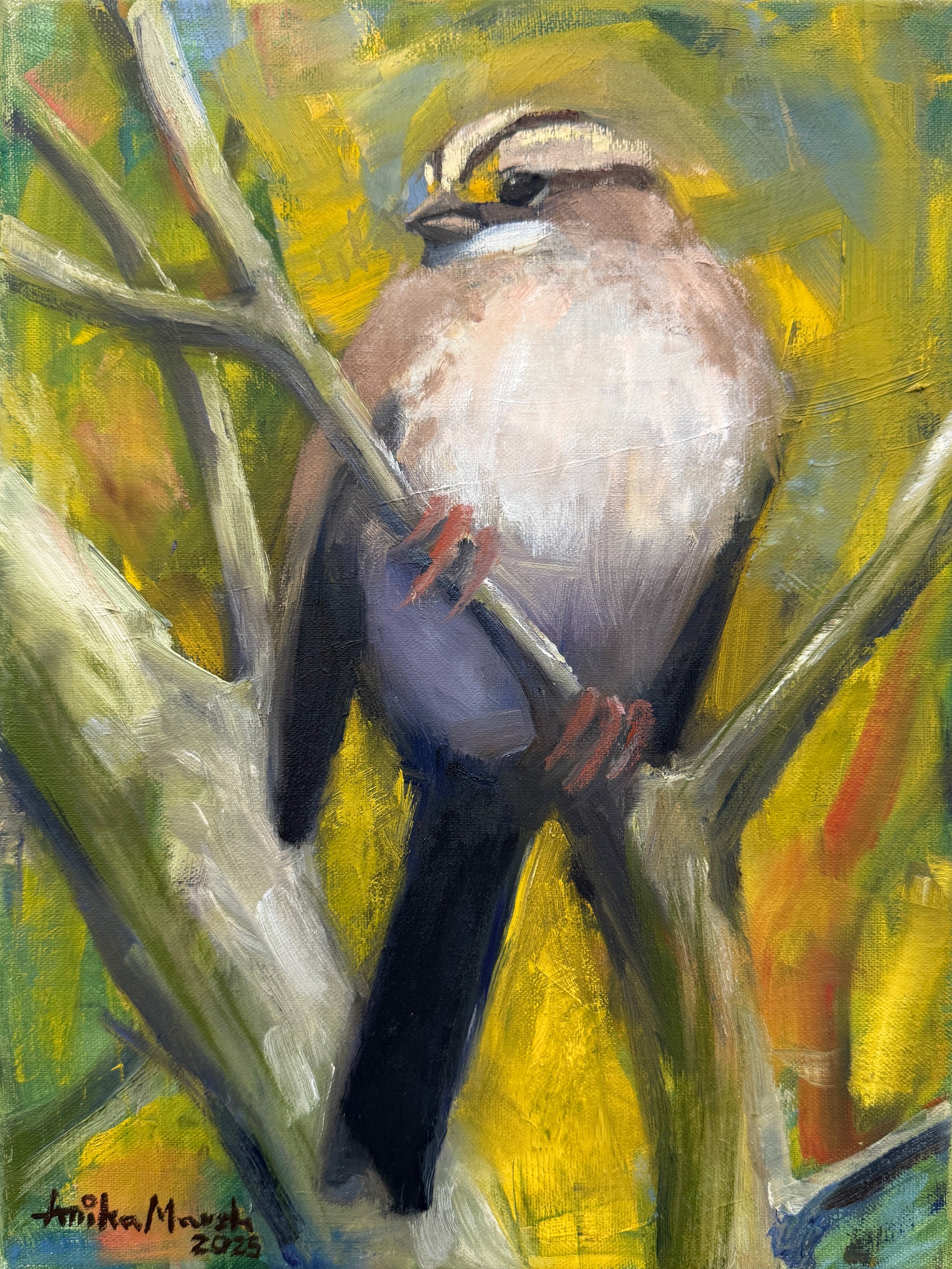 White-throated Sparrow (9x12) 1.jpg
