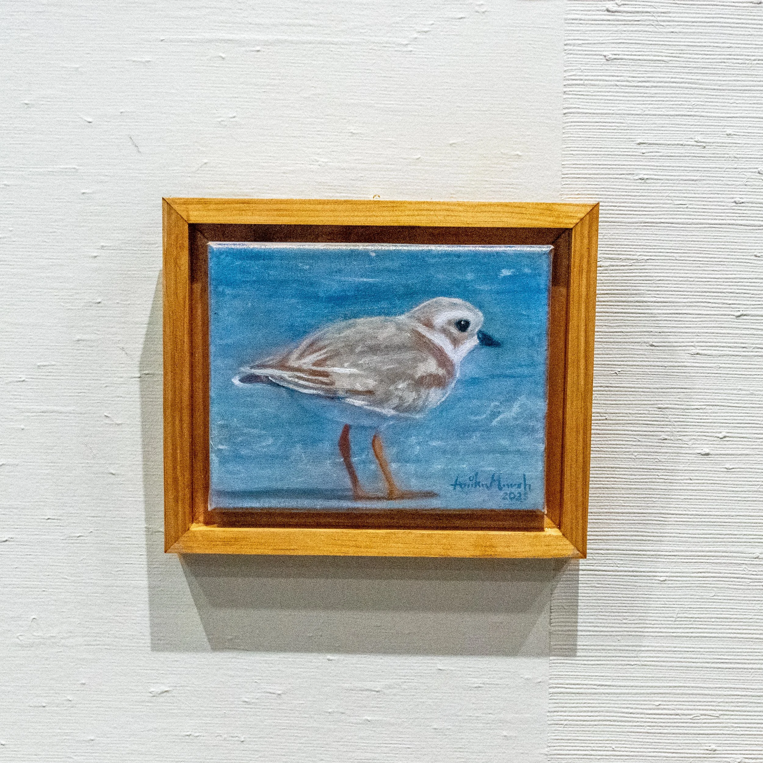 piping-plover-in-maine-product-photo-front-shot.jpg