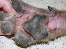 Allergies - Pollen:environmental allergy (Atopy)2.jpeg