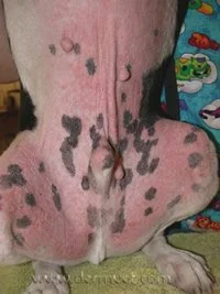 Allergies - Pollen:environmental allergy (Atopy).jpeg