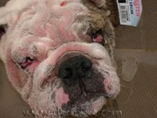 parasites allergy.jpeg