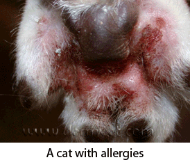 Pododermatitis cat allergies.gif