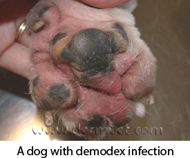 Pododermatitis demodex.gif