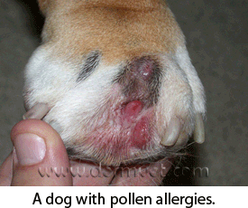 Pododermatitis dog pollen allergies.gif