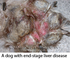Pododermatitis end stage liver.gif