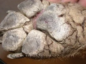 Pododermatitis2.jpeg