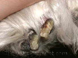 Lupoid Onychodystrophy2.jpeg