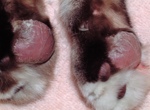 Plasma Cell Pododermatitis2.png