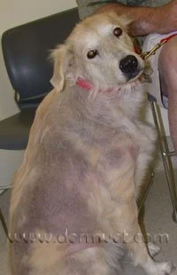 Sebaceous Adenitis.jpeg