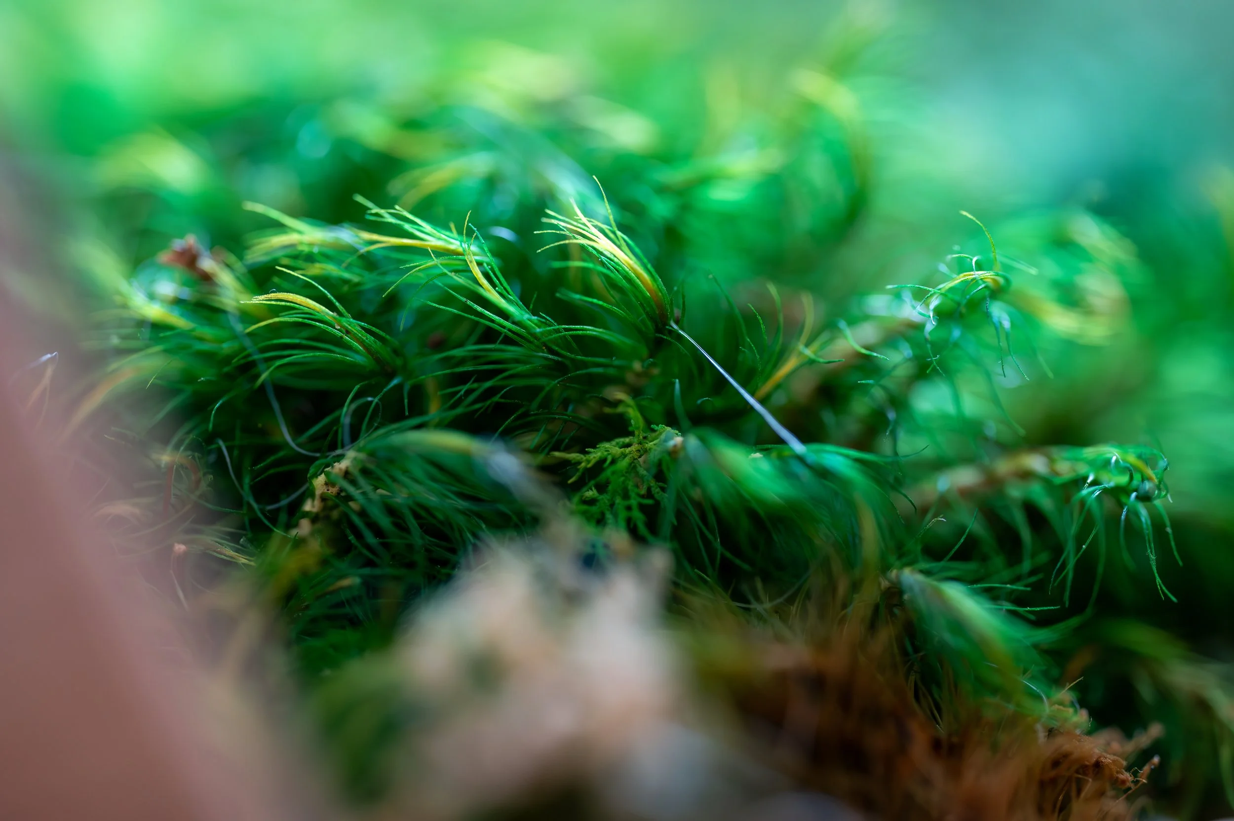 IFF Citrus Innovation Installation-59.jpg