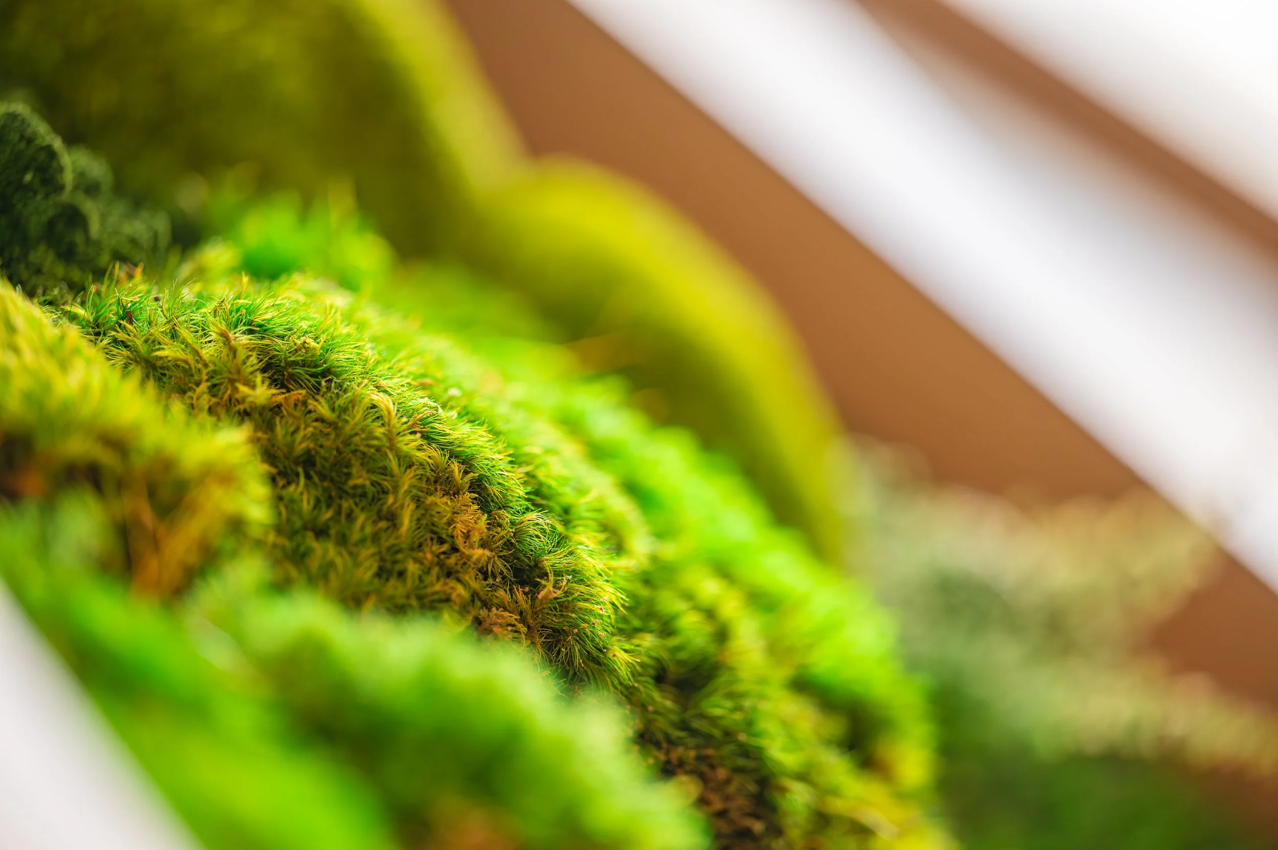 IFF Citrus Innovation Installation-32.jpg