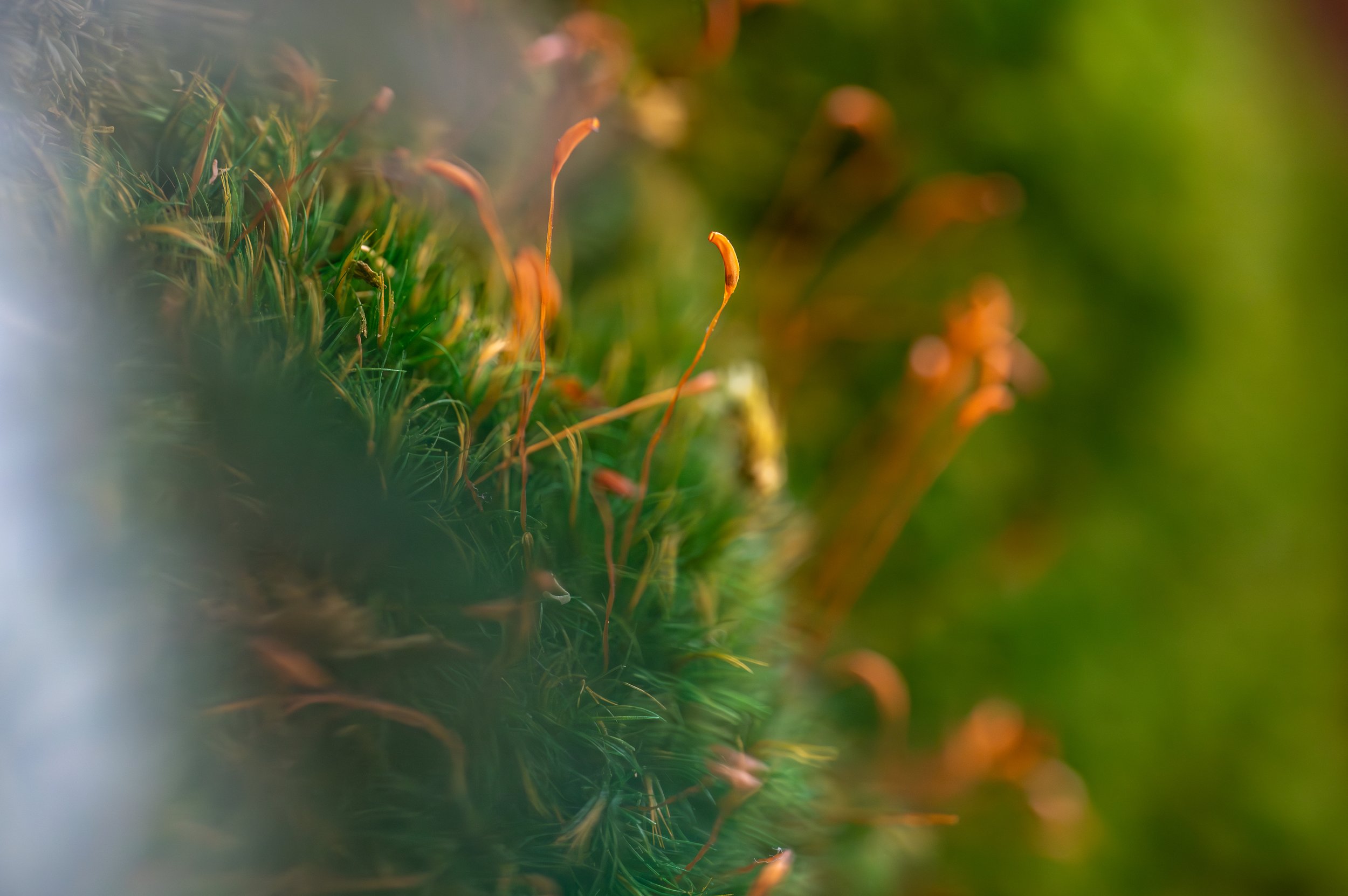 IFF Citrus Innovation Installation-56.jpg