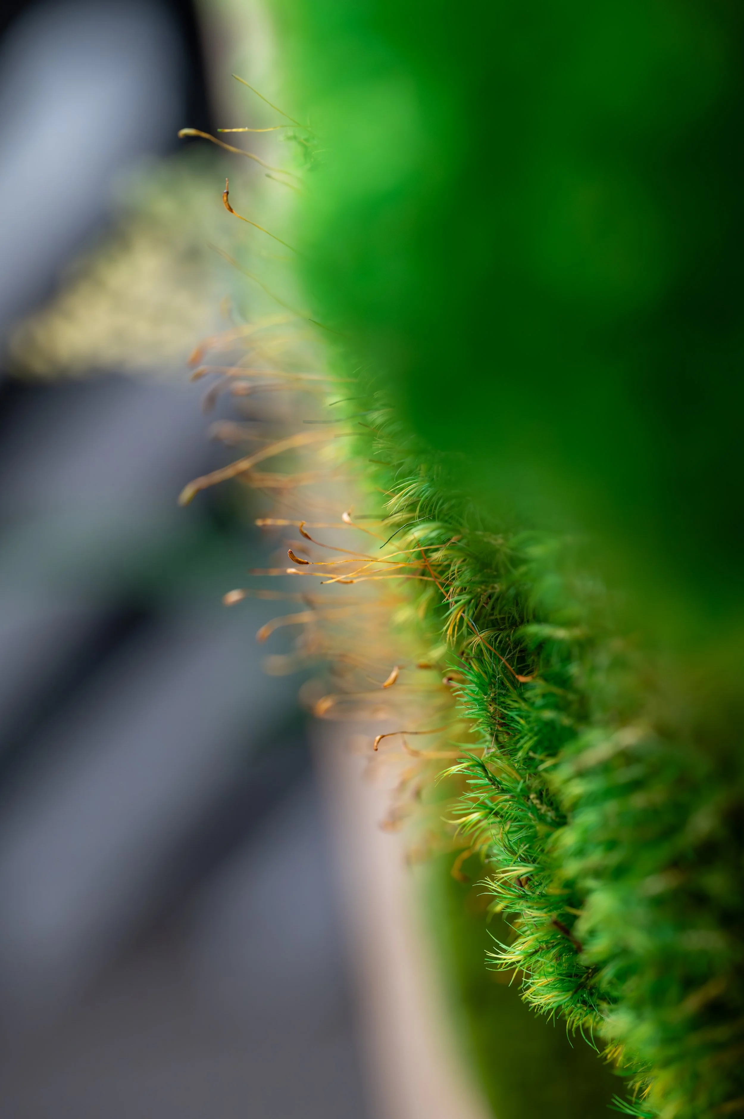 IFF Citrus Innovation Installation-55.jpg