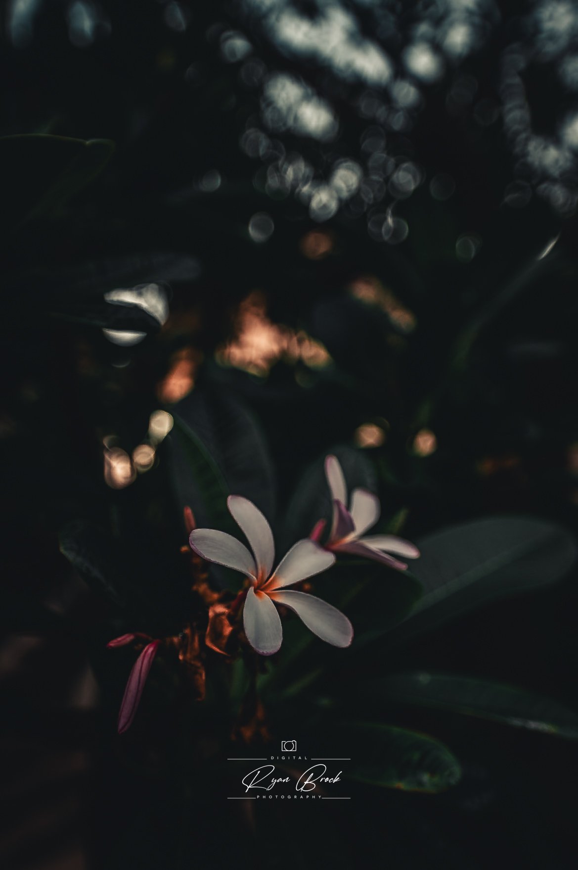 _Z621625.jpg