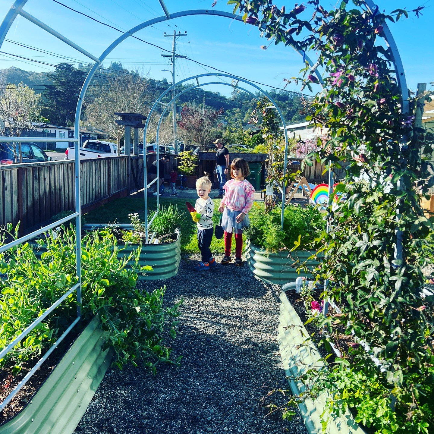 It's feeling like spring for our little gardeners! 

#TwinCitiesCommunityPreschool
#MarinPreschool
#PlayBasedLearning
#schoolgarden