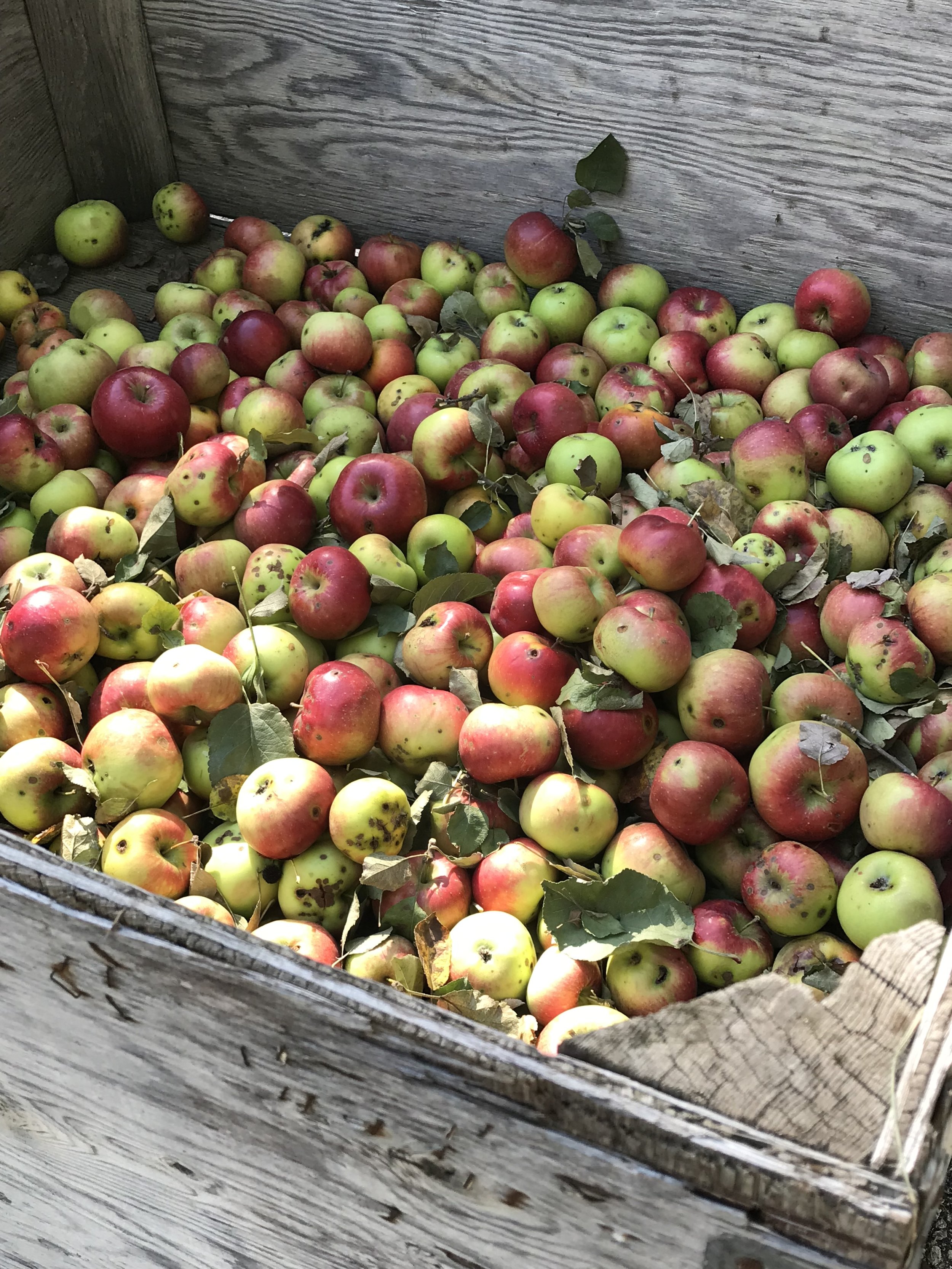 What is tannin and why it matters in cider