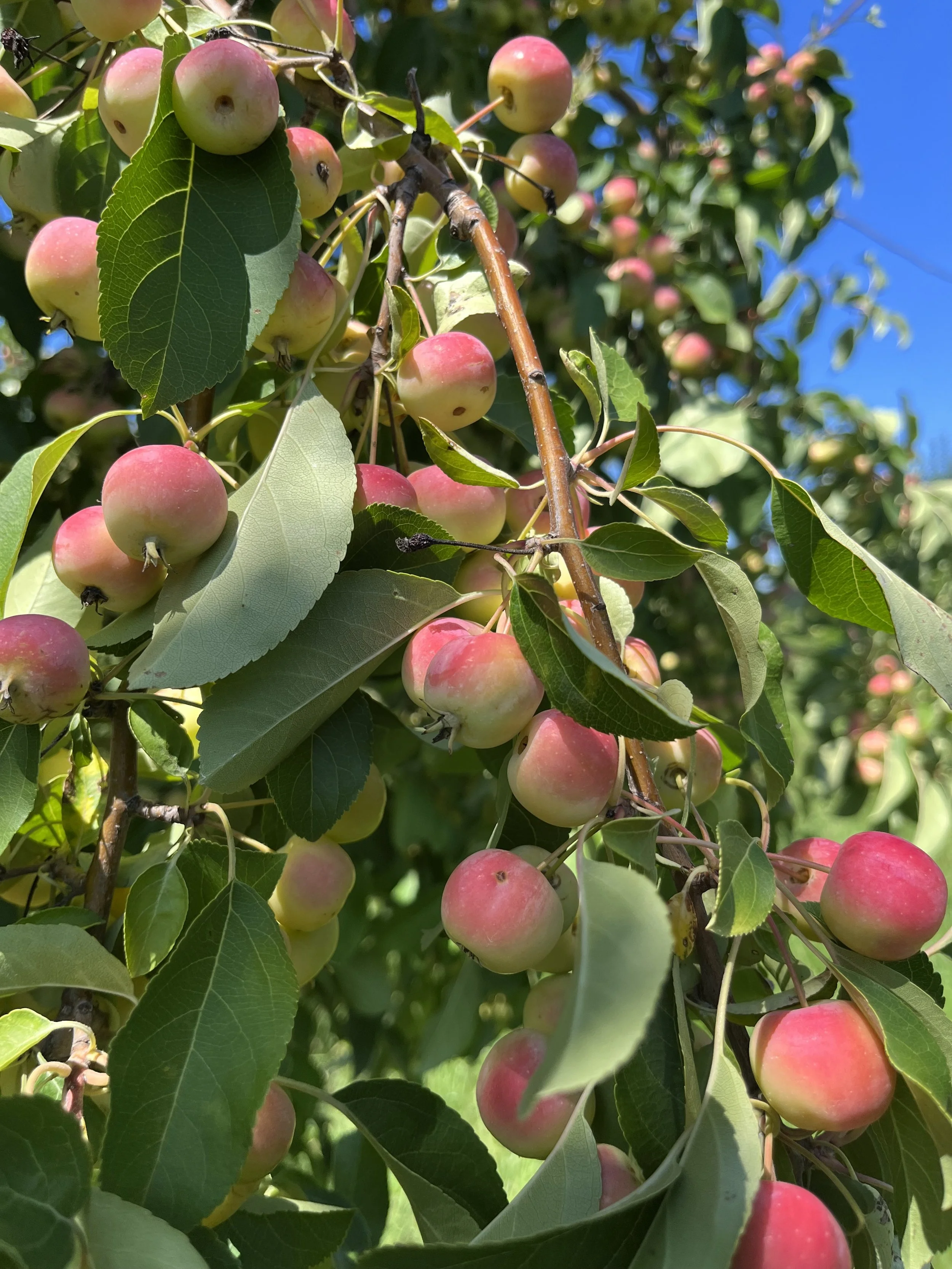 What Makes a Cider European Style?