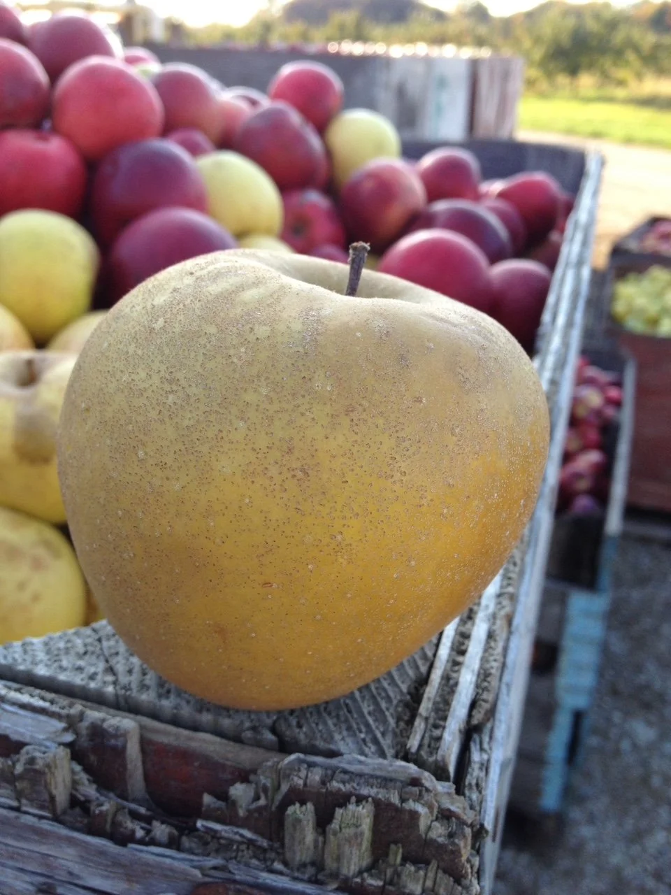 A Few of the Local Apples We Use in Our Ciders