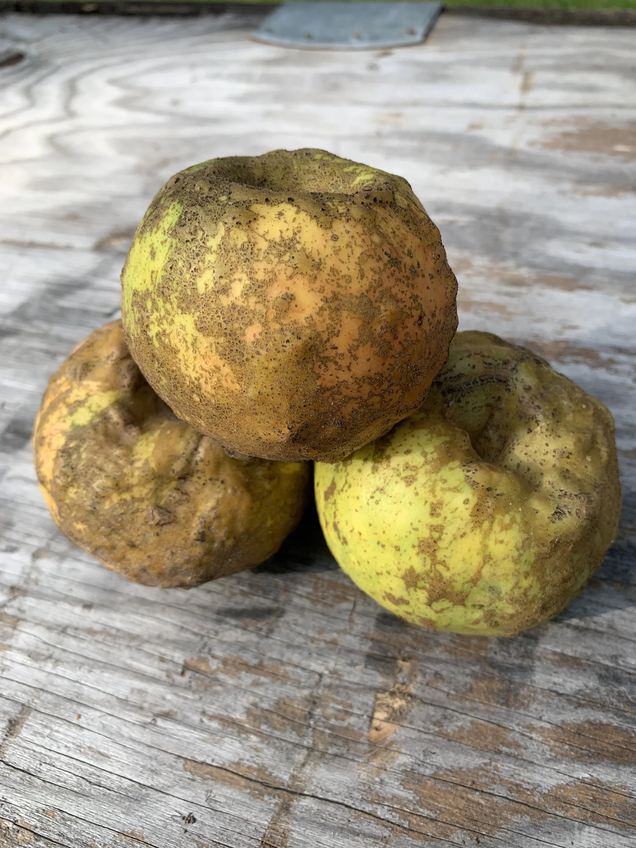 Taste Apples You Probably Never Heard of Before