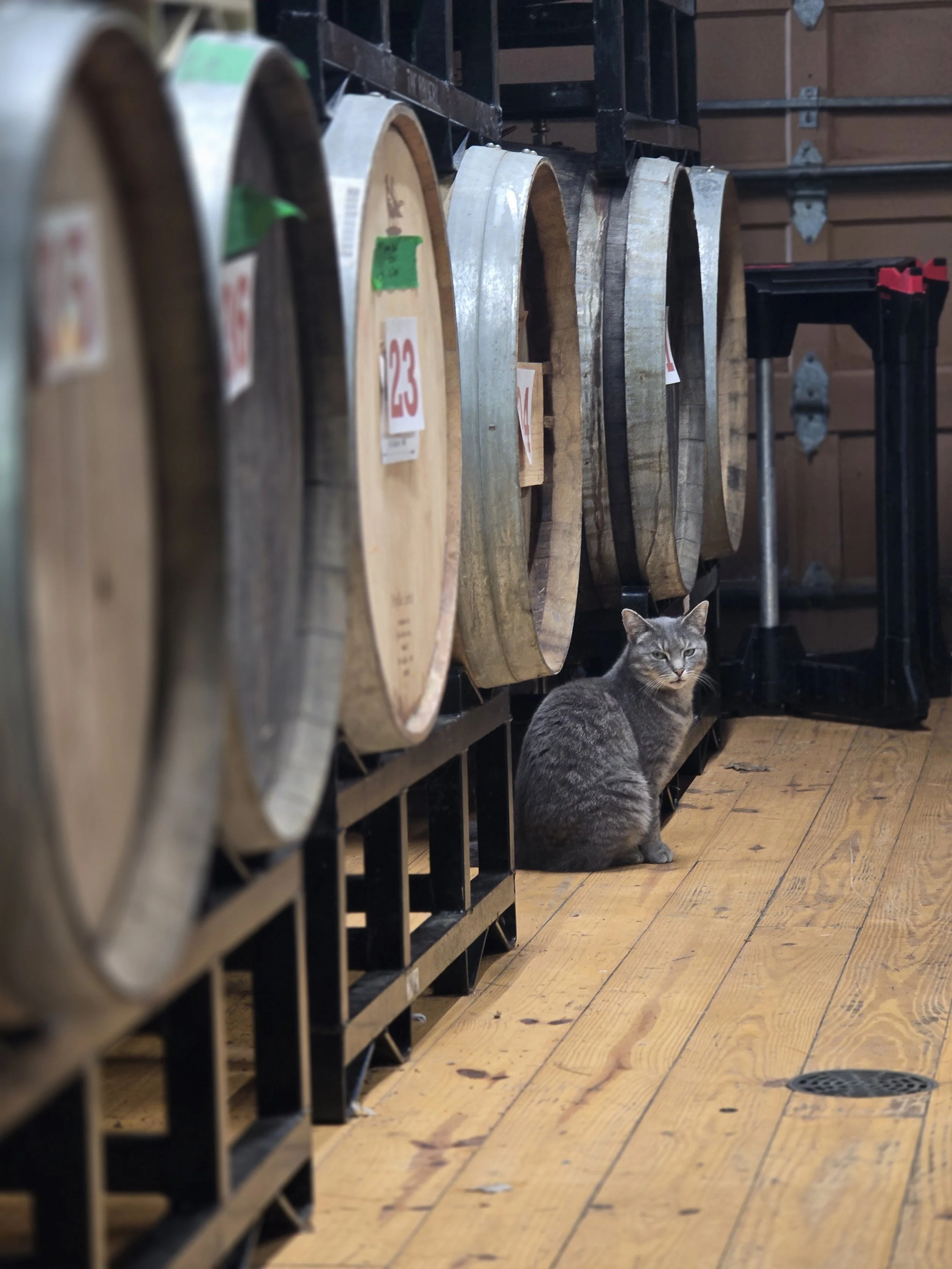 Best Gluten Free Ciders for Curious Drinkers