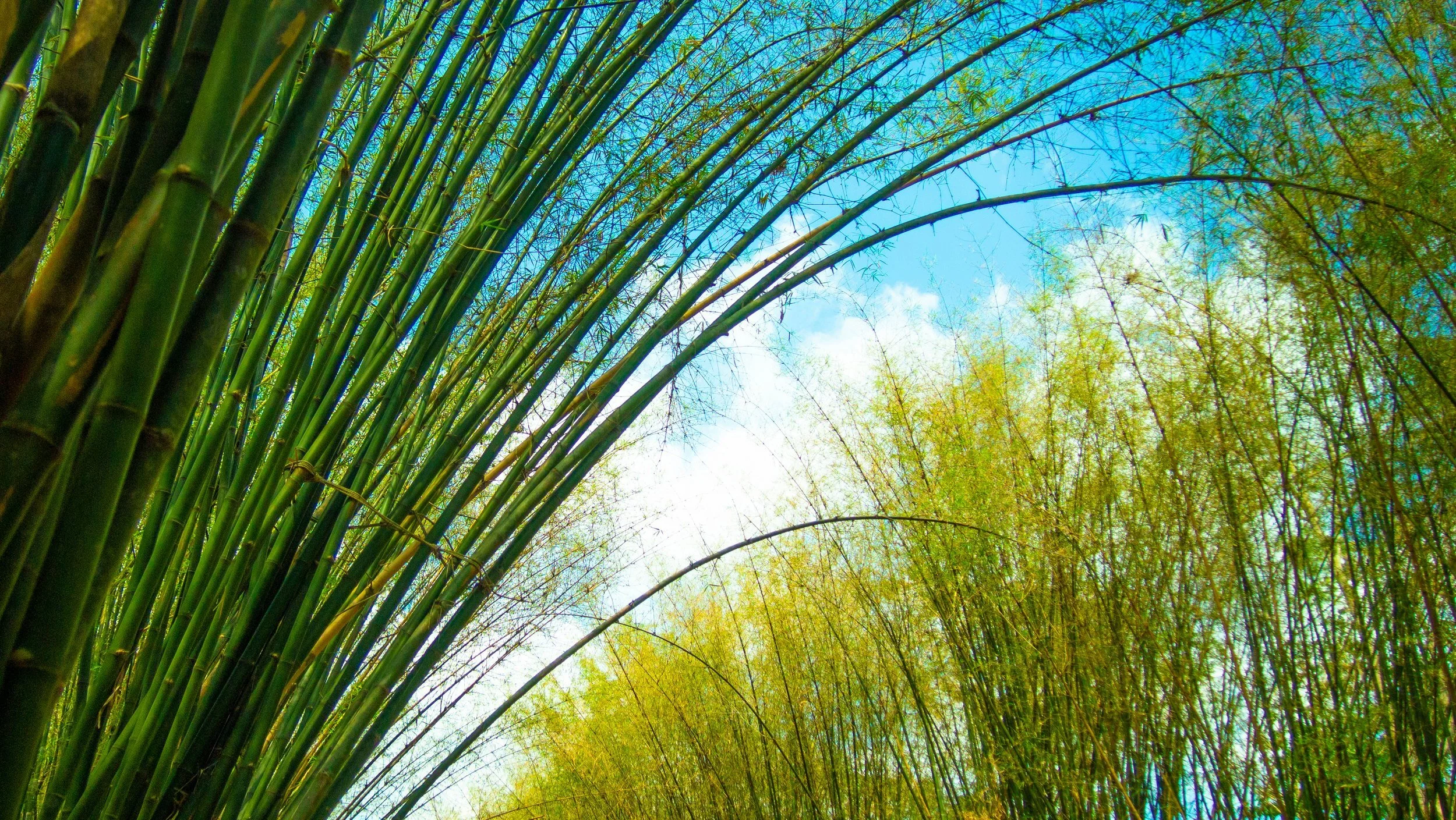 Be Bamboo ~ Calm in the Storm