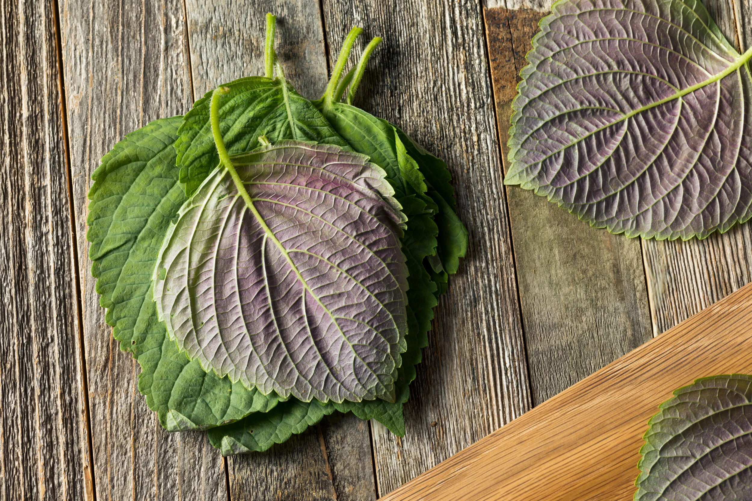 Modified Perilla &amp; Mint Decoction (Jia Jian Su He Tang)