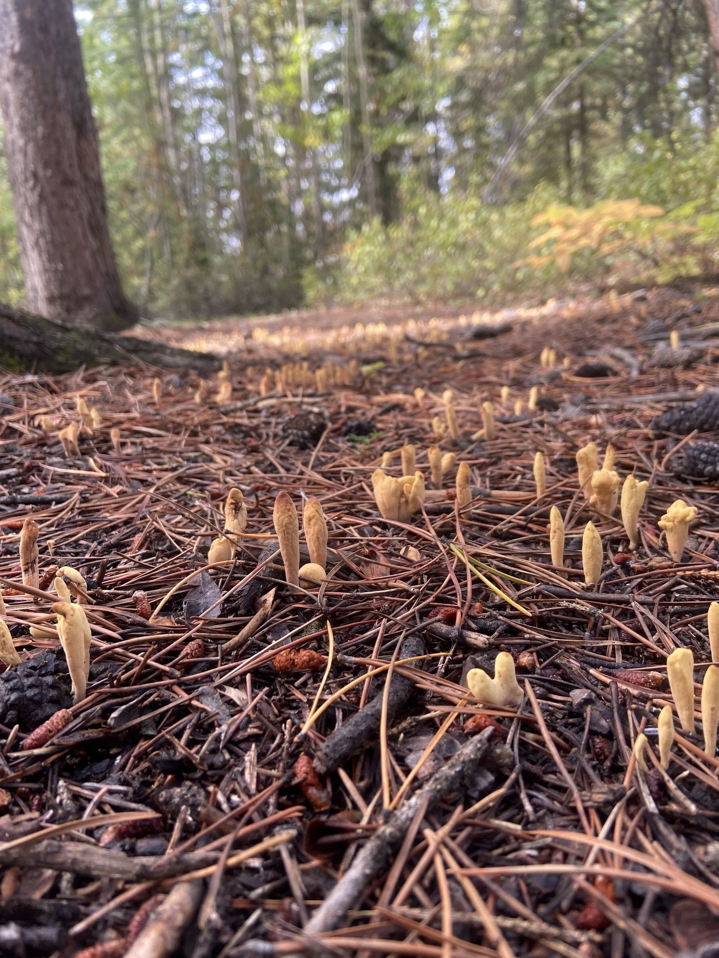 Wonders of our Woods