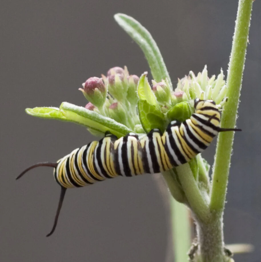 Bianhua (Transformation)