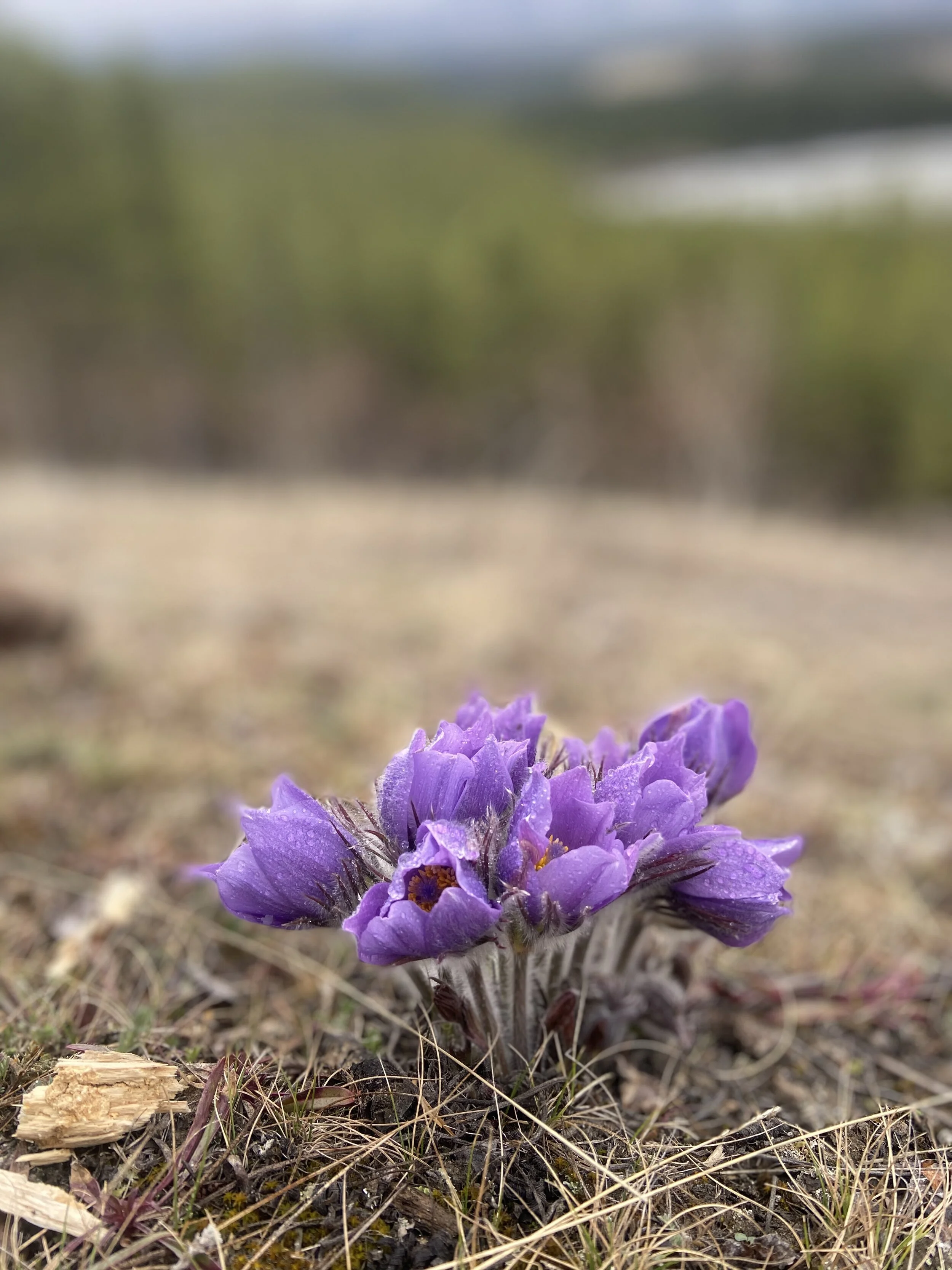 Stopping to smell the flowers