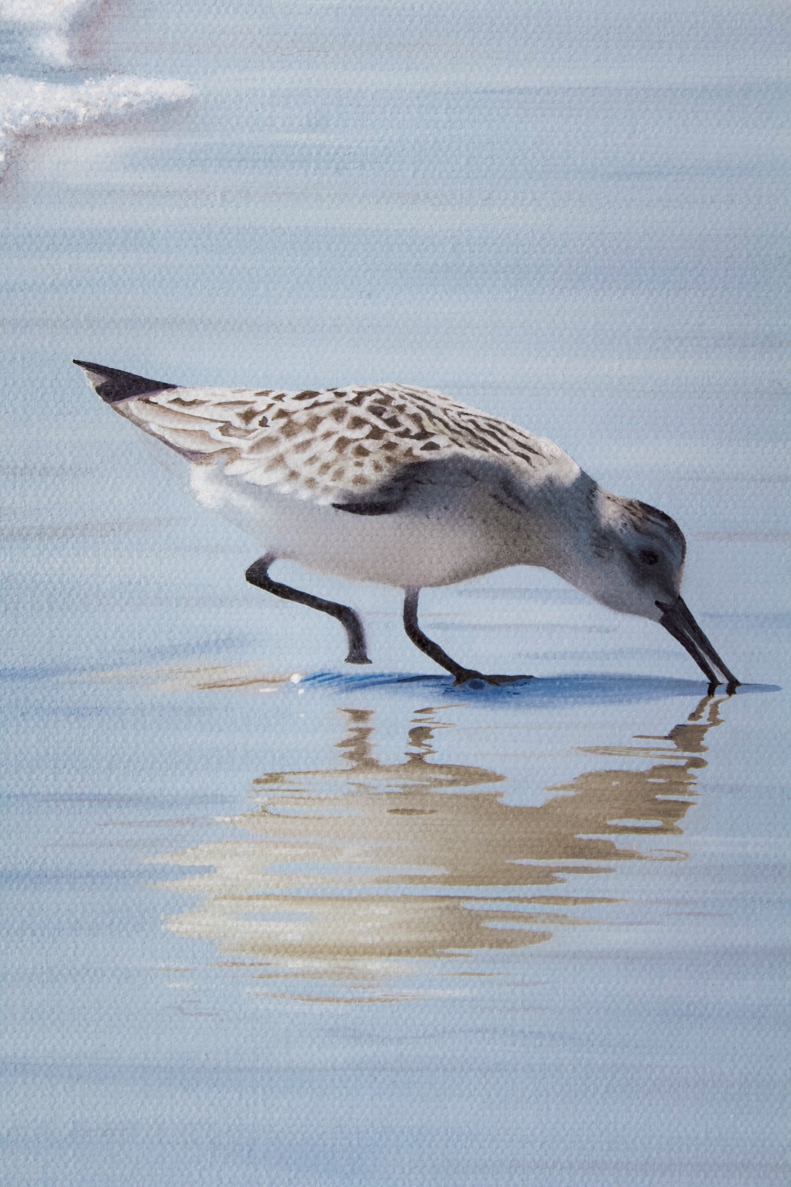 Solo Sanderling Details-3.jpg
