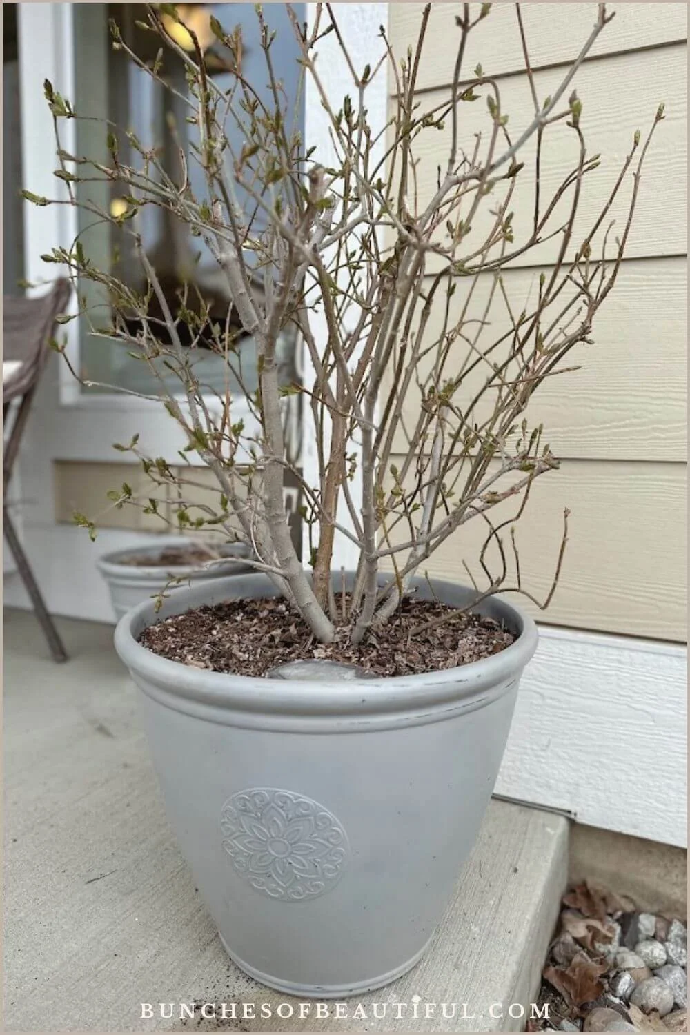 Potted lilac beginning to leaf out in early spring on a shaded porch.