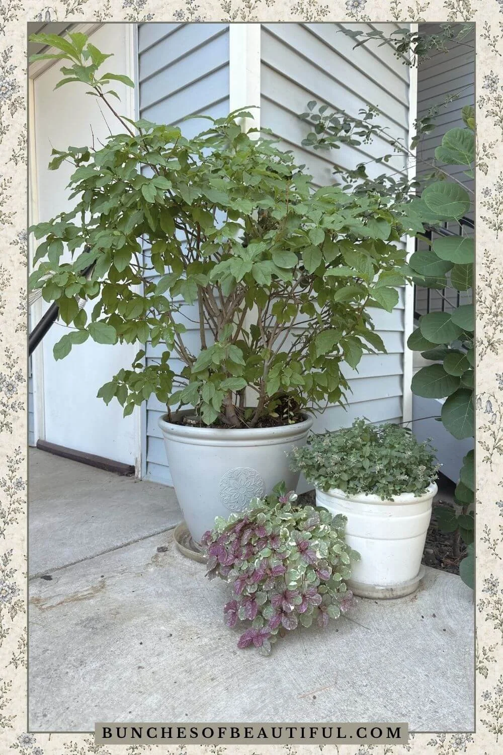 9 Shade Plants for Containers That Come Back Every Year