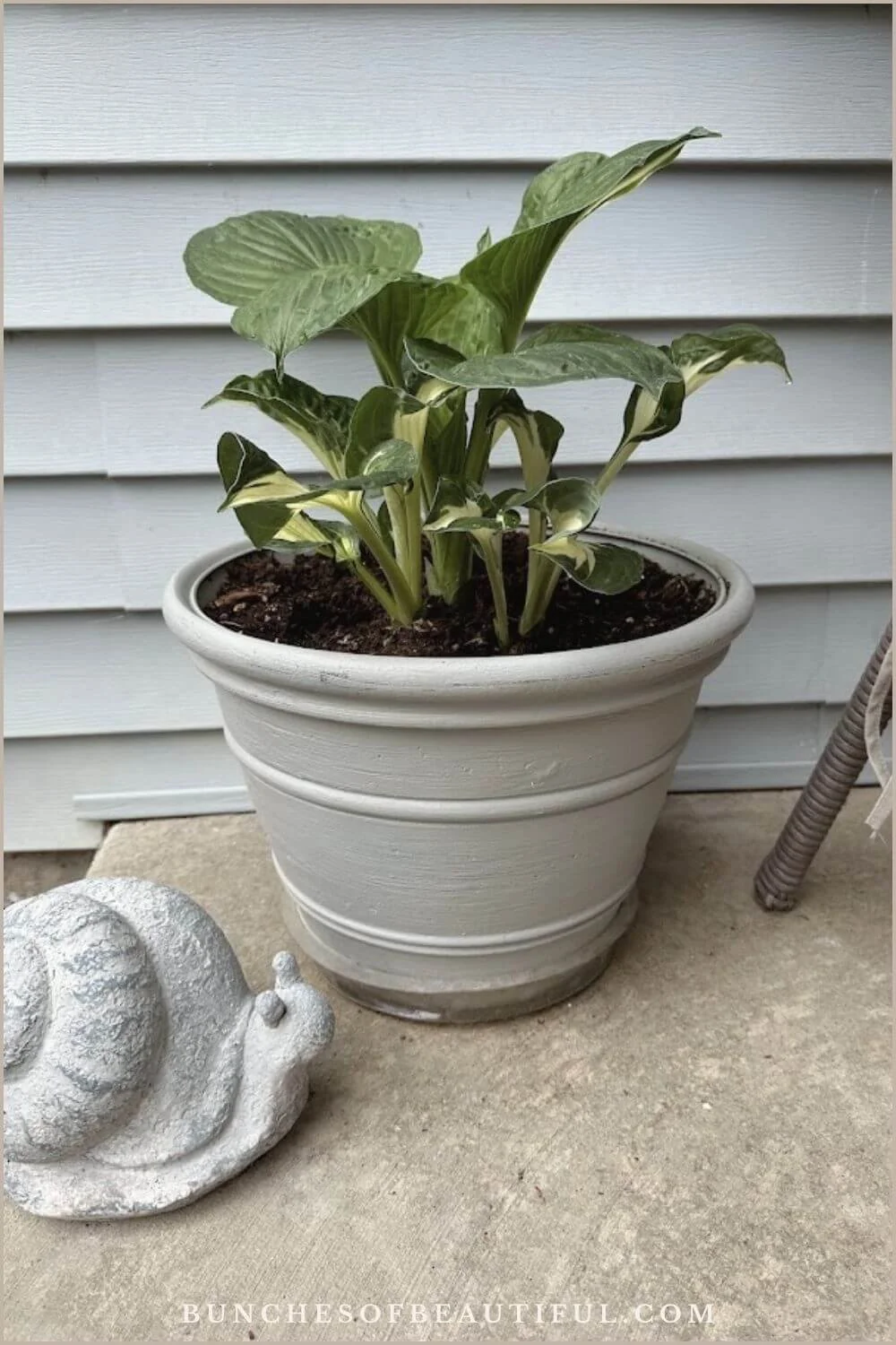 Young variegated hosta growing in a gray container beside a decorative garden snail.