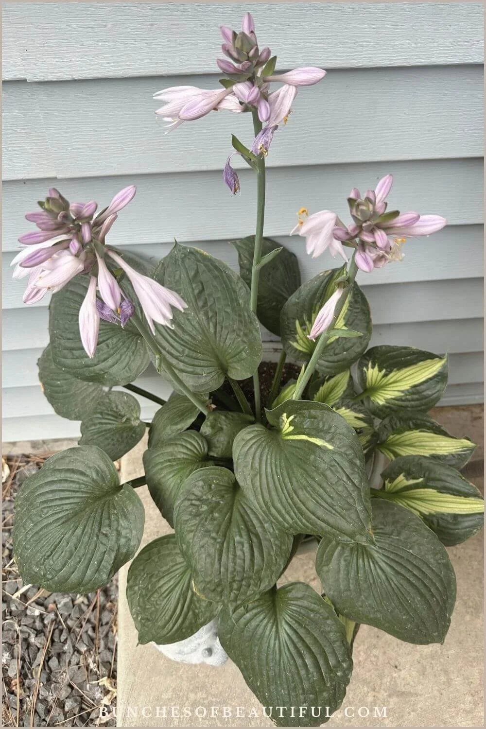Mature hostas growing in containers with broad green leaves and pale lavender flowers.