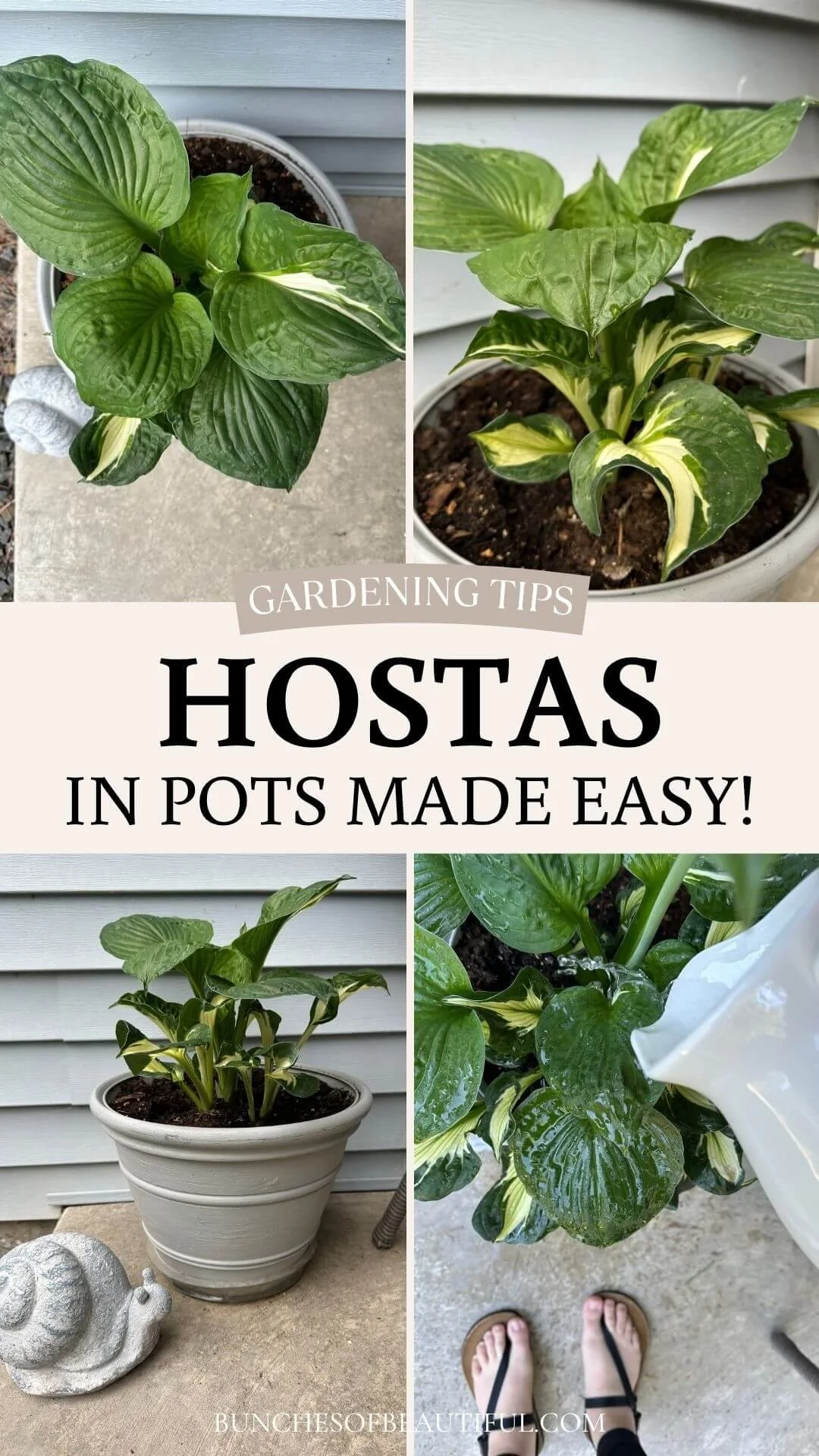 Everything You Need to Know About Growing Hosta’s in Pots! — bunches of ...