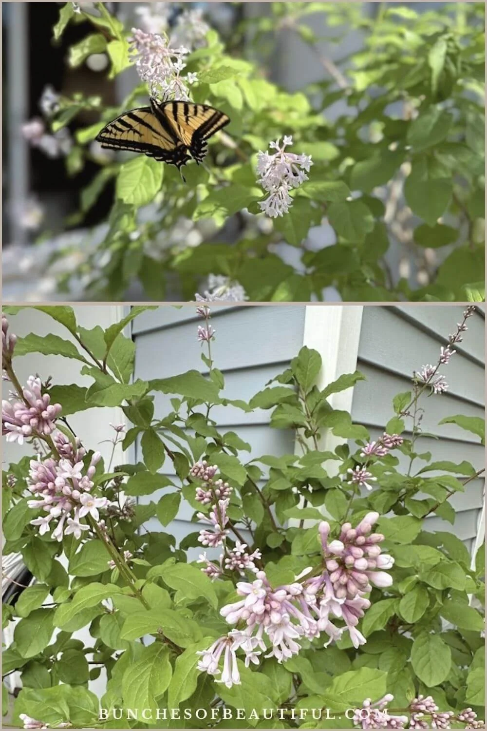Pale purple lilac flowers with a yellow and black butterfly resting on the blooms.