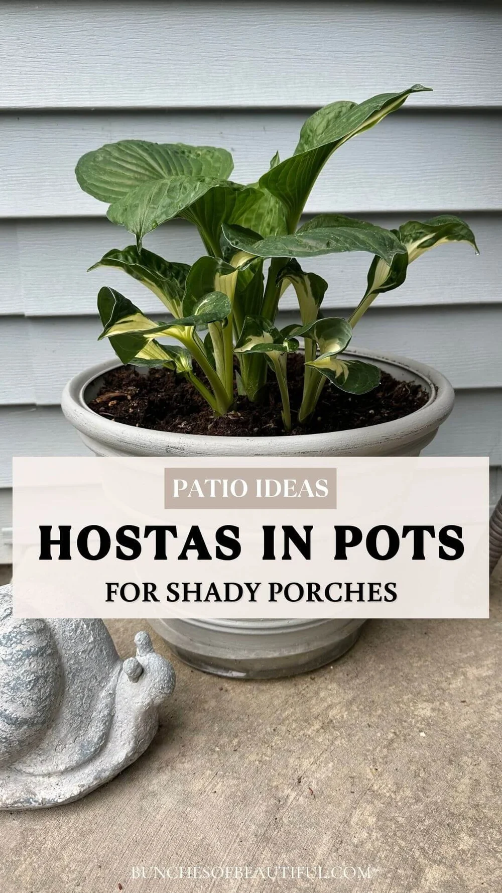 Everything You Need to Know About Growing Hosta’s in Pots! — bunches of ...